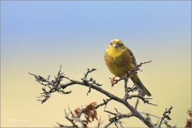 <p>STRNAD OBECNÝ (Emberiza citrinella) jižní Morava ----- /Yellowhammer – Goldammer/</p>